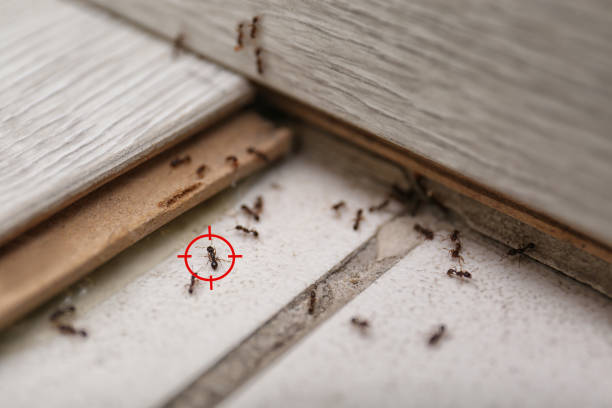 Best Emergency Pest Control  in Forest Meadows, CA