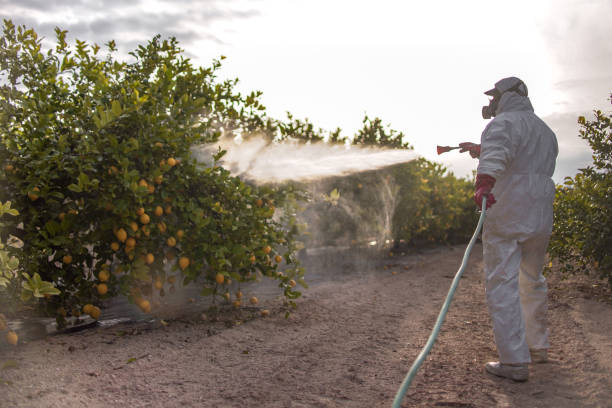 Best Mosquito Control Services  in Forest Meadows, CA