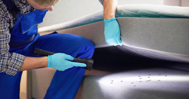 Best Insect Control  in Forest Meadows, CA