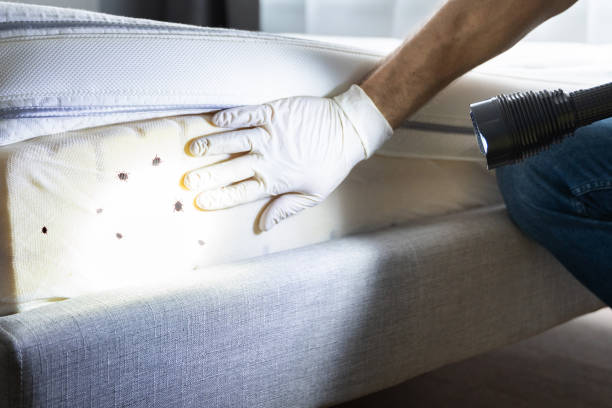Best Pest Control Near Me  in Forest Meadows, CA