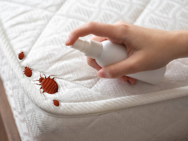 Best Pest Removal Services  in Forest Meadows, CA