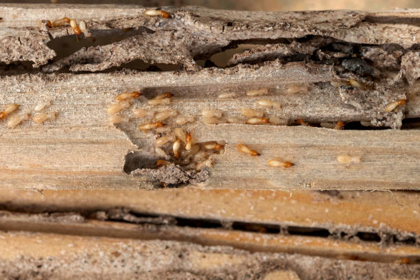Best Termite Control Services  in Forest Meadows, CA
