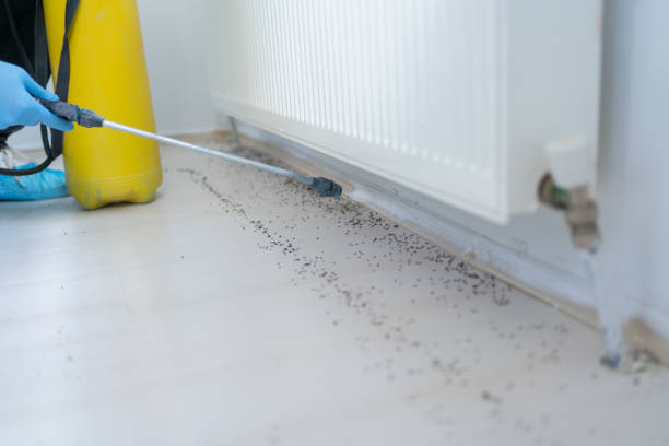 Best Local Pest Control Services  in Forest Meadows, CA